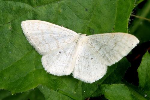 Réf. 343 550 : Scopula floslactata